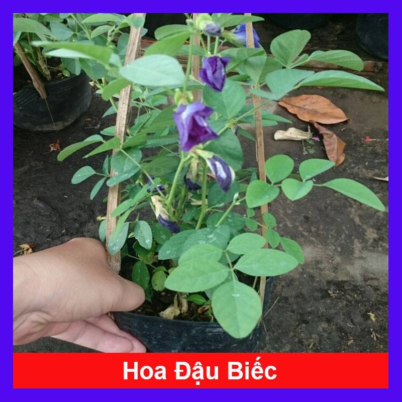 Cây Hoa Đậu Biếc - Cây cảnh sân vườn + Tặng phân bón cho cây mau lớn