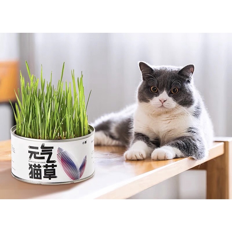 Cỏ Mèo Tươi Tự Trồng PETKIT - Catnip Nhà Trồng
