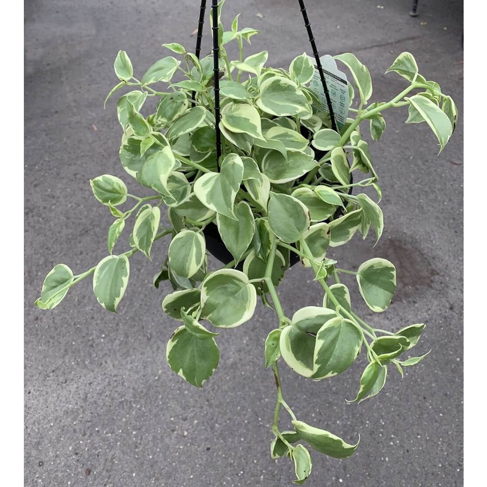 Cây Peperomia scandens Variegata (Cây Cupid) chậu treo bí ngô