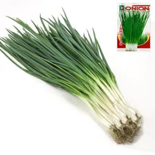 5gr hạt giống hành ta
