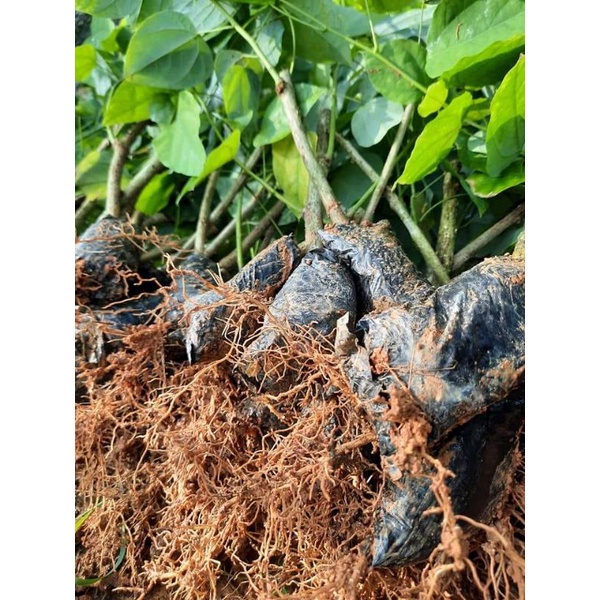 Com bo 20 cây rau Bò khai