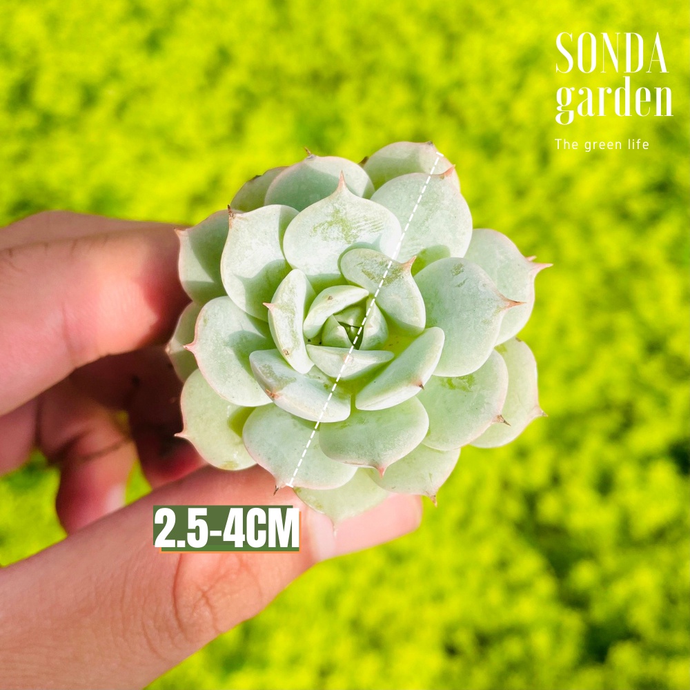 Sen đá búp bê SONDA GARDEN size mini 2.5-4cm, cây cảnh trang trí nhà cửa, lỗi 1 đổi 1