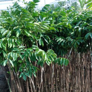 Cây trám trắng giống