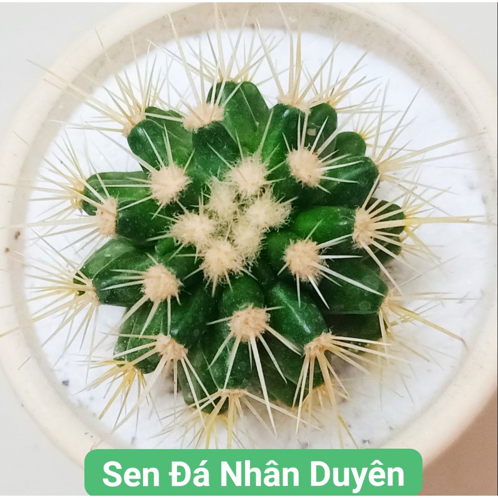 Xương rồng kim hổ to (4 - 5cm)