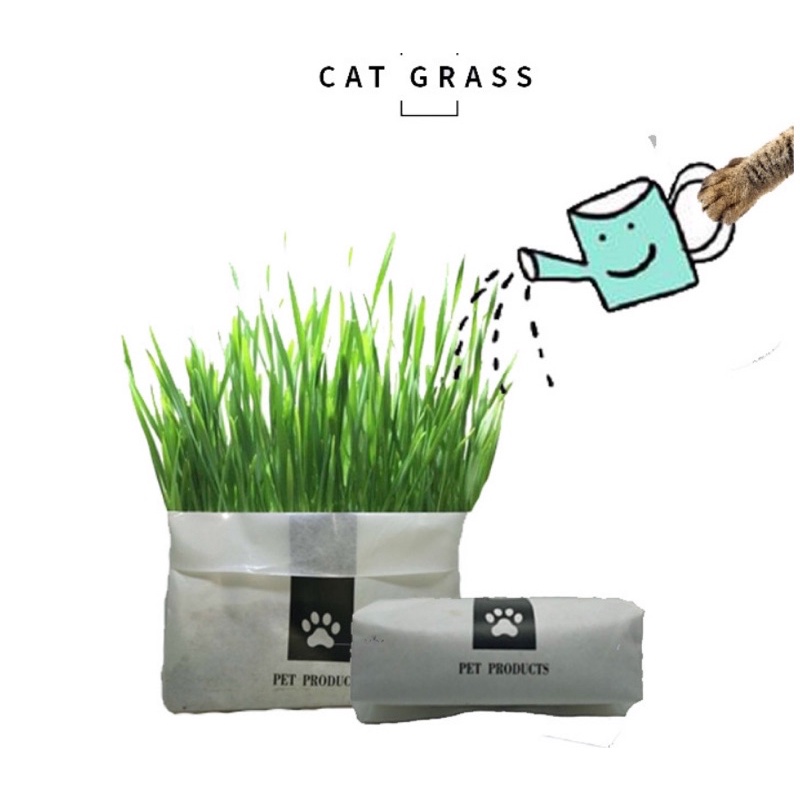 [HÀ NỘI] Set Cỏ Mèo Tươi Tự Trồng Thủy Canh Tiện Lợi - Catnip Nhà Trồng