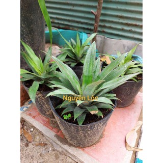 Cây giống thơm phụng + Tặng (0,3kg) phân hữu cơ cao cấp