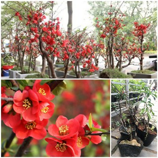 Mai Đỏ bonsai TỨ QUÝ