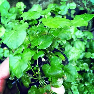 Cây thuỷ sinh - Rau má nhật