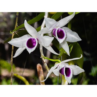 CÂY GIỐNG LAN PHI ĐIỆP
