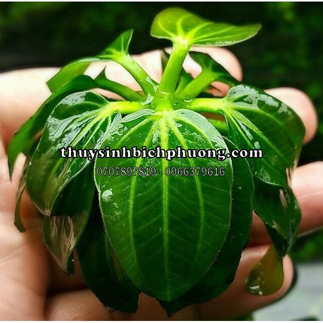 CÂY THỦY SINH TRẦU ECHINODORUS IGUAZU 2009 | CHUYÊN HÚT ĐỘC ĐỐ NỀN THỦY SINH NUÔI TÉP KIỂNG