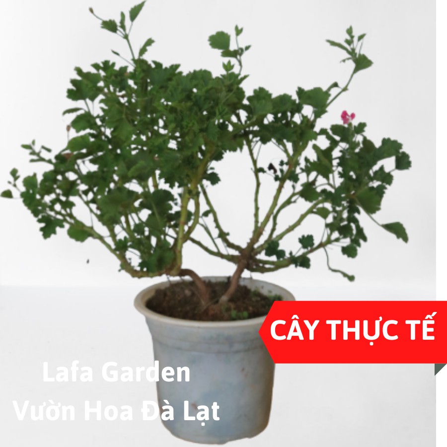 Cây hoa phong lữ mắt thần giống mới cây khỏe, nhiều cành nhánh