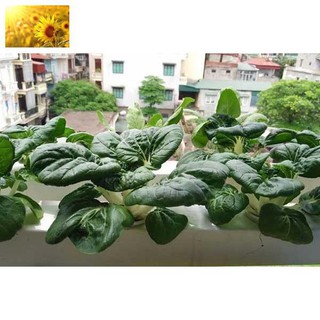 Hạt giống cải shiro/ pukachoi - giòn, ngọt, bổ dưỡng - mua 3 tặng 1 cùng loại