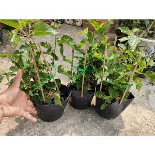Cây dâu tằm siêu trái ( cao 35 - 50cm ) tùy đợt có trái