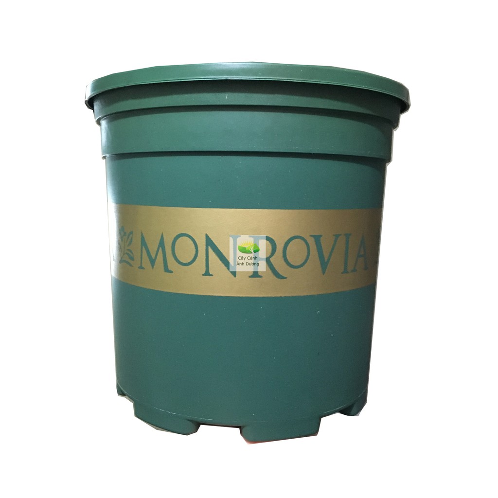 Chậu trồng cây Monrovia chậu hoa hồng 2 Gallon (xanh, đen)