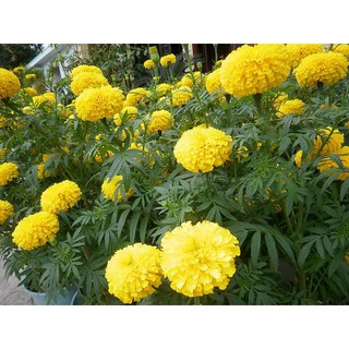Hạt giống hoa cúc vạn thọ cao (50 hạt)