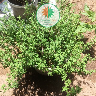 Chậu cây gia vị Cỏ Xạ Hương (Chậu lớn S18) / Cây Thyme - Cây trồng tại miền trung, chậu nhiều gốc, thân ngọn sum sê