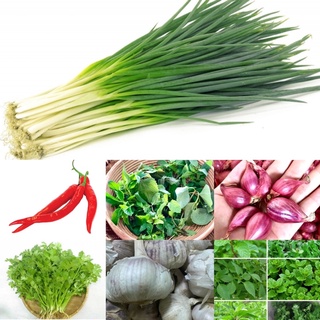 [HCM] Rau thơm - Gia vị -  Ớt hiểm đỏ Đà Lạt - hàng có sẵn giao hoả tốc