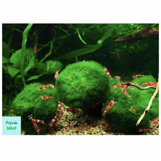 Tảo Cầu Marimo - Đồ Trang Trí Bể Tép, Bể Thủy Sinh