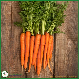 Hạt giống Carrot RUBY F1 TN 406
