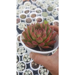 Sen đá cổ thụ viền lửa đỏ Đà Lạt