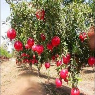 Hạt giống lựu đỏ lùn
