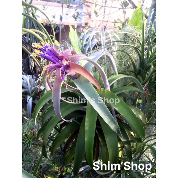 Cây không khí Tillandsia Silver Rose cây con
