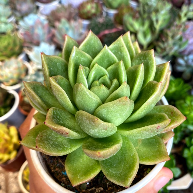 SEN ĐÁ ĐẾ VƯƠNG XANH SIZE TRUNG