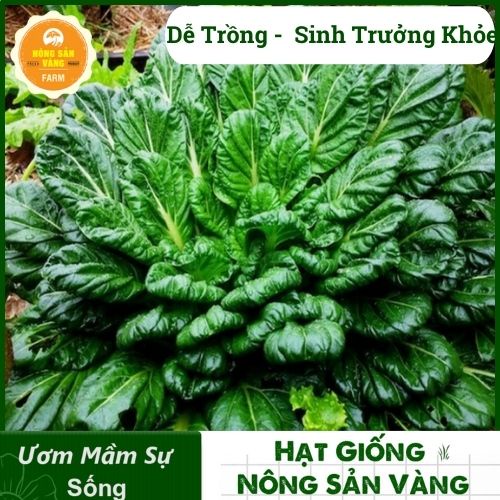 Hạt giống Rau Ăn Lá, Chịu Nhiệt, Trồng Quanh Năm, Dễ Trồng, Năng Suất Cao - Nông Sản Vàng