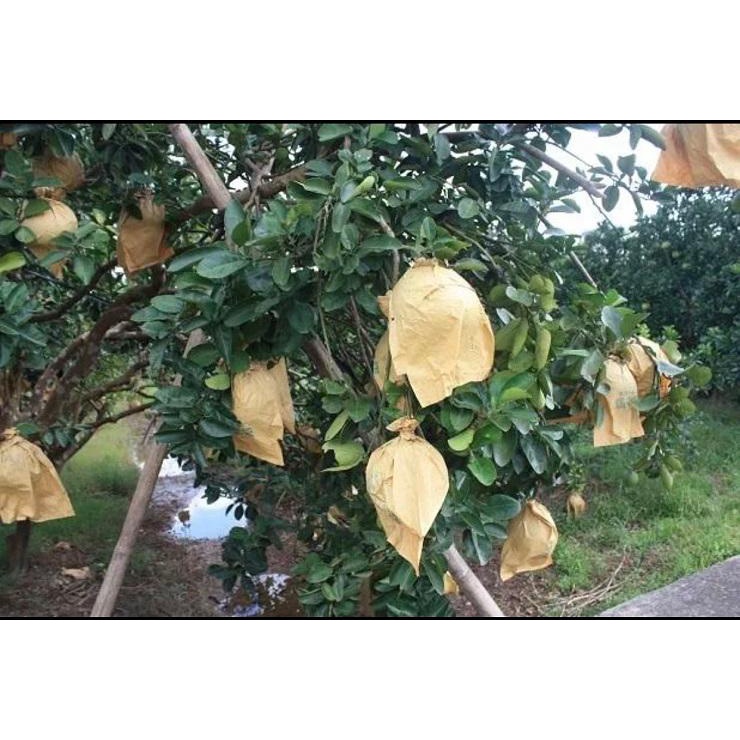 100 Túi Bao Trái Bưởi Đủ Size, Bưởi Da Xanh, Bưởi Diễn, Bao Trái Giấy 2 Lớp Bảo Vệ
