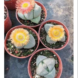 split rock Pleiospilos Nelii 6-8cm (màu hoa ngẫu nhiên, có hoa hoặc không tùy đợt)