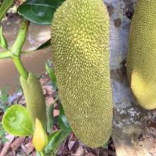 Cây mít malaysia trái dài.