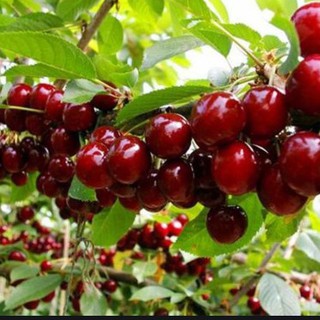 giống quả cherry đỏ sai quả 10 hạt