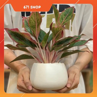 Cây Phú Quý Để Bàn - 12 x 12 x 30 Cm - Cây Mini & Chậu Trồng Cây Gốm Sứ Bát Tràng