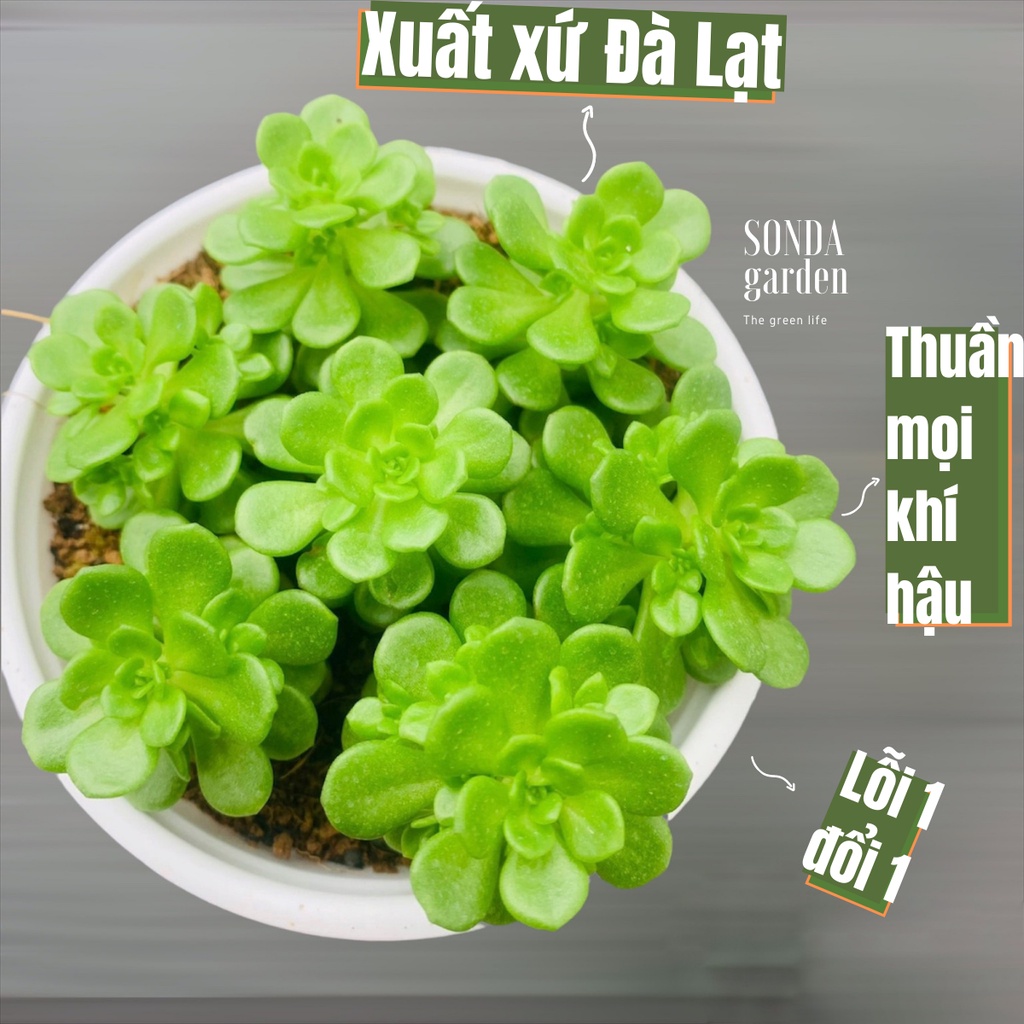 Sen đá sedum hoa hồng xanh SONDA GARDEN size trung bình 10cm, xuất xứ Đà Lạt, khoẻ đẹp, lỗi 1 đổi 1