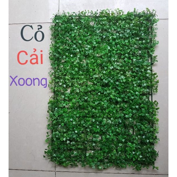 Cỏ cải xoong