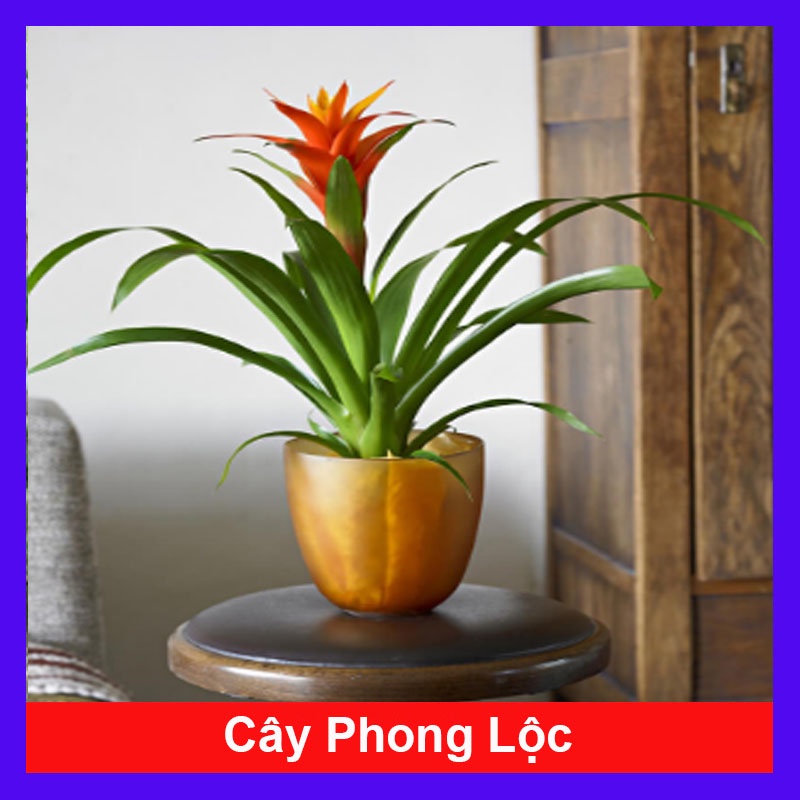 Cây phong lộc - cây cảnh để bàn