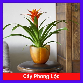 Cây phong lộc - cây cảnh để bàn