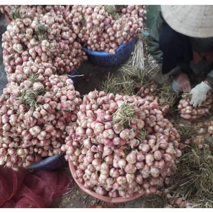 Tỏi tép to dễ bóc, thơm ngon chắc mẩy.