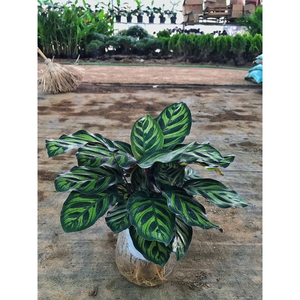 Cây đuôi công trồng thủy sinh, cây cao 10-15cm lá viền to đẹp dễ chồng và chăm sóc thích hợp làm cây nội thất