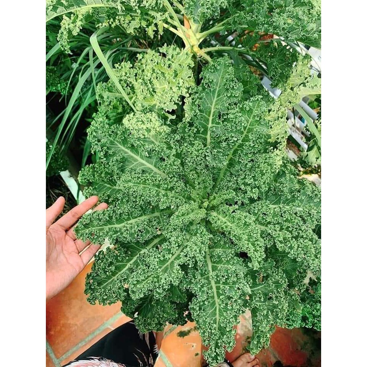 Hạt giống cải xoăn kale chịu nhiệt gói 10gr, hạt giống rau củ quả dễ trồng