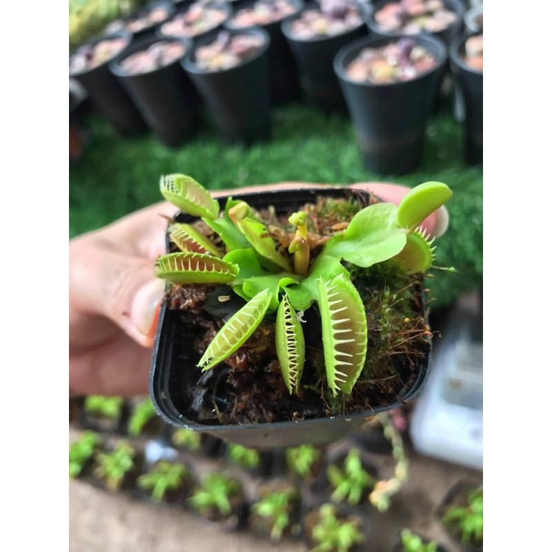 |FREESHIP| CÂY BẪY KẸP ĐỘC NHẤT VÔ NHỊ VENUS FLYTRAP | Lỗi 1 đổi 1