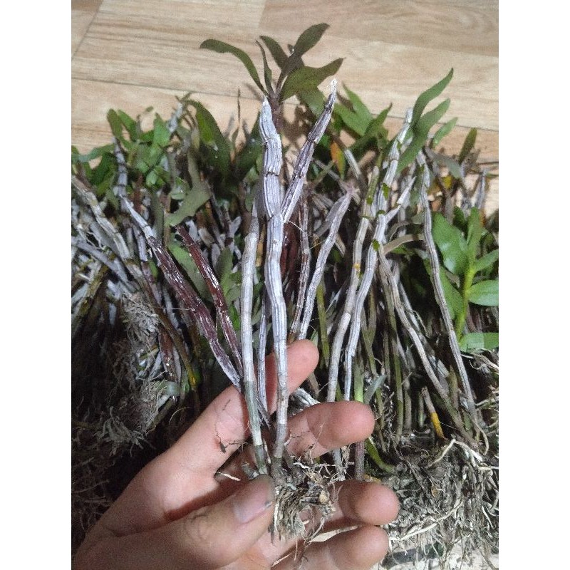 Lan Hoàng thảo tích tụ 1 giề