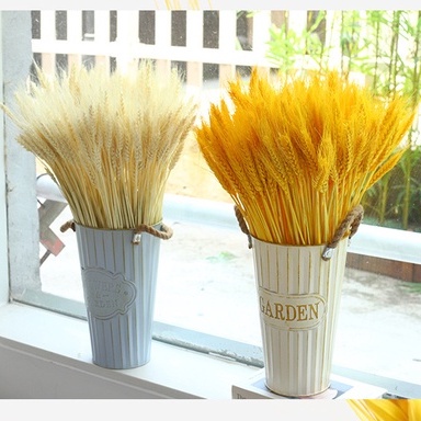 Bó lúa mạch khô trang trí, decor