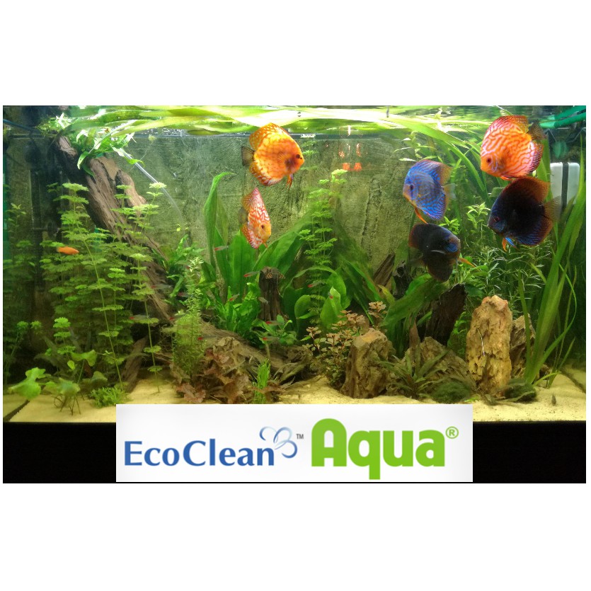 Vi sinh EcoClean AQua (USA) - Xử lý tảo, cải thiện nước ao hồ nuôi thủy sản