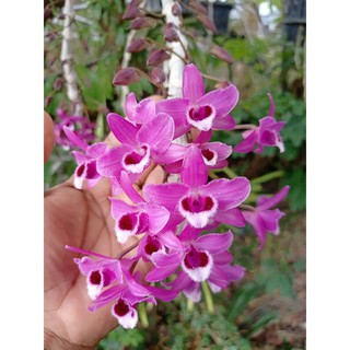TRẦM TÍM  RỪNG GIỐNG