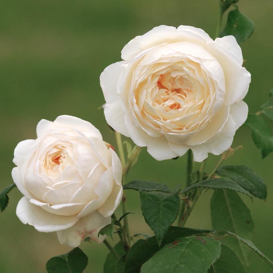 Hoa hồng ngoại Claire Austin Rose  2021 cực Hot-Hoangoaimelinh