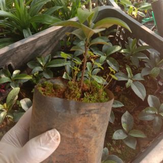 2 cây giống Thị quả tròn vo mỏng