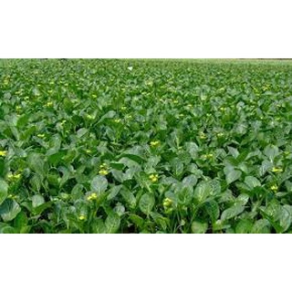 [ Bán chạy ] Hạt giống Cải ngồng-20g (tặng kèm 20 hạt Cải Kale Khủng Long)