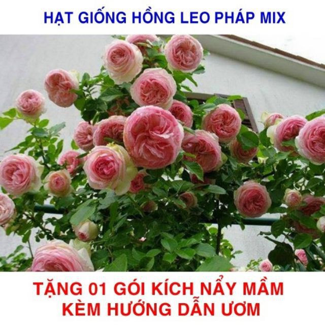 Gói 20 Hạt giống hoa Hồng leo Pháp mix  luckyseed hạt siêu rẻ