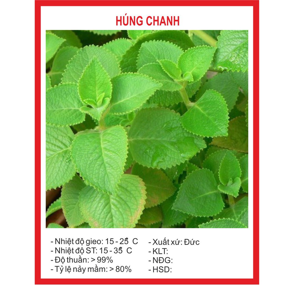 Hạt giống Húng Chanh 0.1Gram